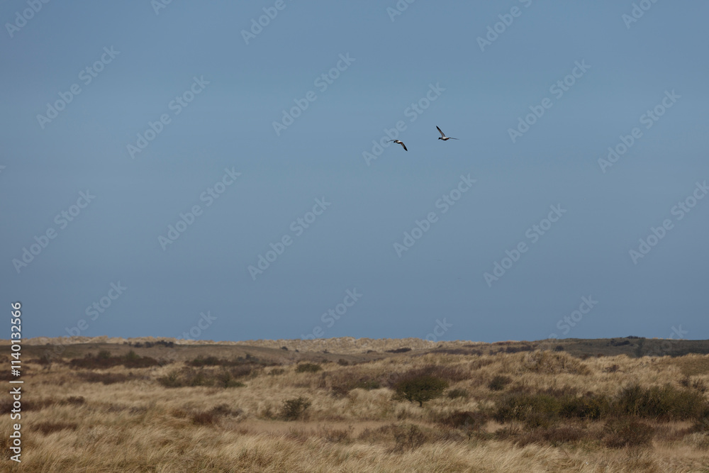 Two birds soar above a vast expanse of windswept dunes. Clear sky dominates the upper portion. A landscape of golden grasses and low shrubs. Two birds soar above a vast expanse of windswept dunes. Clear sky dominates the upper portion. A landscape of golden grasses and low shrubs.