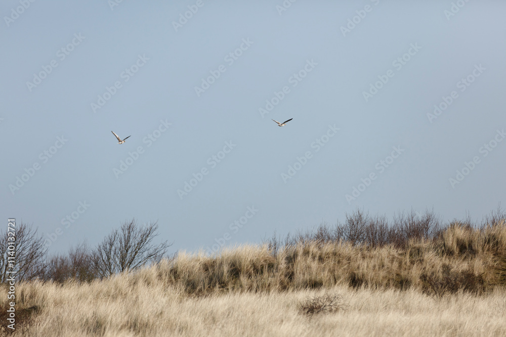 Two birds soar against a pale blue sky over a field of light tan grasses and bare trees. Coastal scene. Two birds soar against a pale blue sky over a field of light tan grasses and bare trees. Coastal scene.