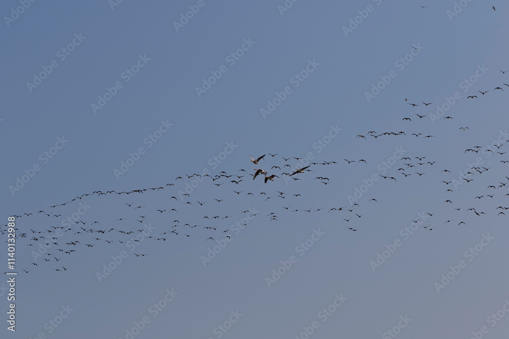 A large flock of birds, likely geese, is in flight against a pale blue sky. Formation is visible. A migratory pattern is implied. A large flock of birds, likely geese, is in flight against a pale blue sky. Formation is visible. A migratory pattern is implied.