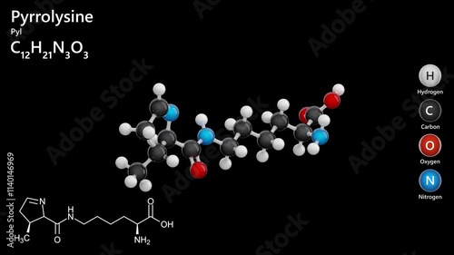 Pyrrolysine (Pyl or O). 22nd amino acid. Animated 3D model of a molecule. Molecular formula: C12H21N3O3. Chemical model: Ball and sticks. Black background. 3D rendering. Seamless loop. photo