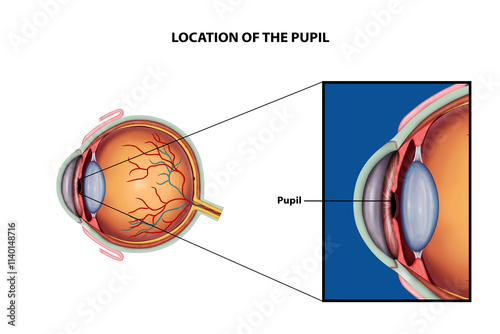 Location of the Pupil photo