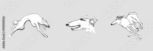 Hunting Sighthound hand-drawn sketches - minimalist ink drawing - Borzoi, hunting sighthound, whippet - linear vector illustrations. Dog breeding business concept.