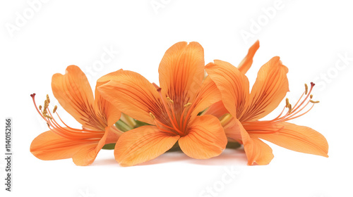 Orange flowers isolated on a white background