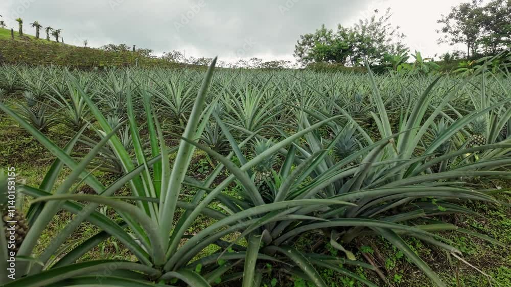 Pineapple plantation with grown fruits at the end of the 1968 Lava Trail near the Arenal Volcano in Costa Rica.