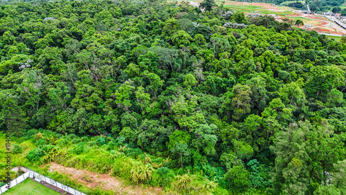 Aérea mostrando uma vasta área de árvores, destacando a vegetação densa e a beleza natural da paisagem, com ênfase no verde e no ecossistema local photo