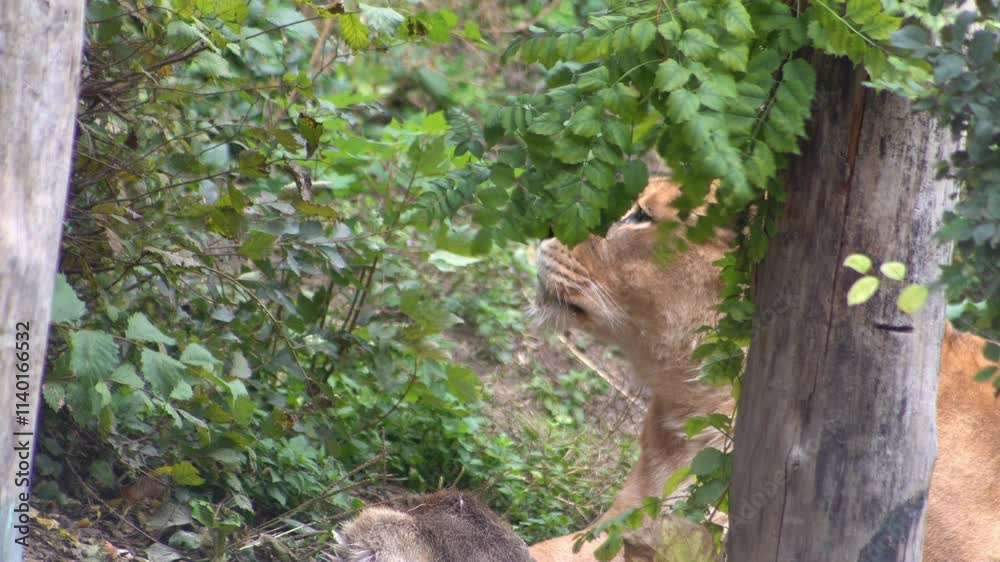 Lioness hunting, sitting in ambush behind a green bush. Lioness head. Animal in nature. Lion Lioness hunting, sitting in ambush behind a green bush. Lioness head. Animal in nature. Lion