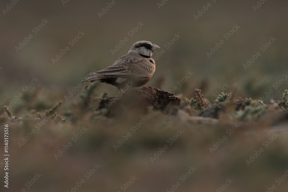 Ashy crowned sparrow lark standing on the ground. Bird background. Ashy crowned sparrow lark standing on the ground. Bird background.