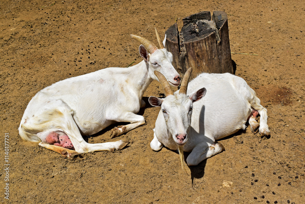 Two white goats resting in the sun