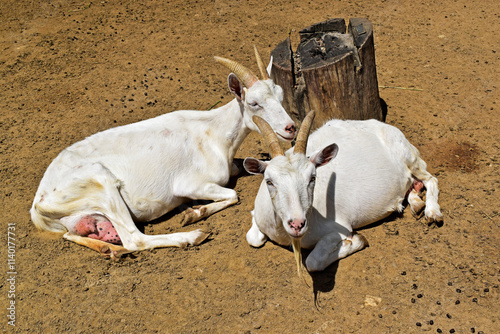 Obraz na płótnie Two white goats resting in the sun w salonie
