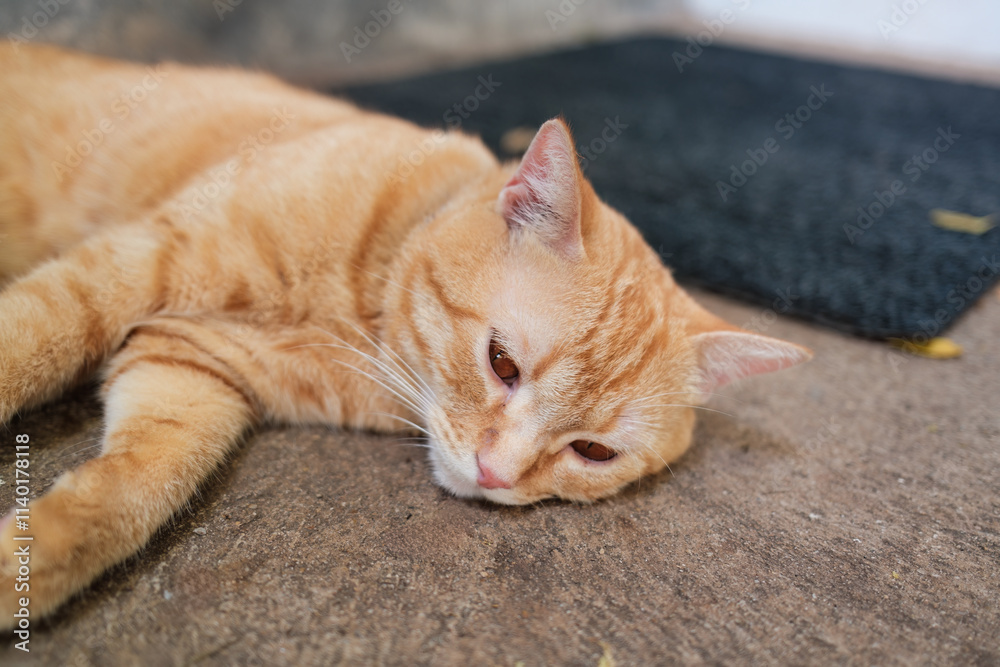 Cute orange cat lying down on the floor Cute orange cat lying down on the floor