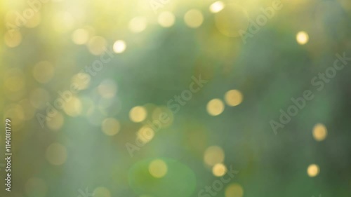 Soft focus video of glowing flying midge insects illuminated by sunlight