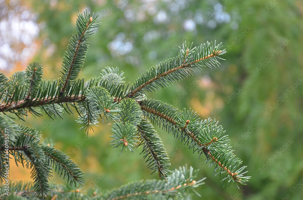 close up of Fraser Fir branches with needles. close up of Fraser Fir branches with needles.