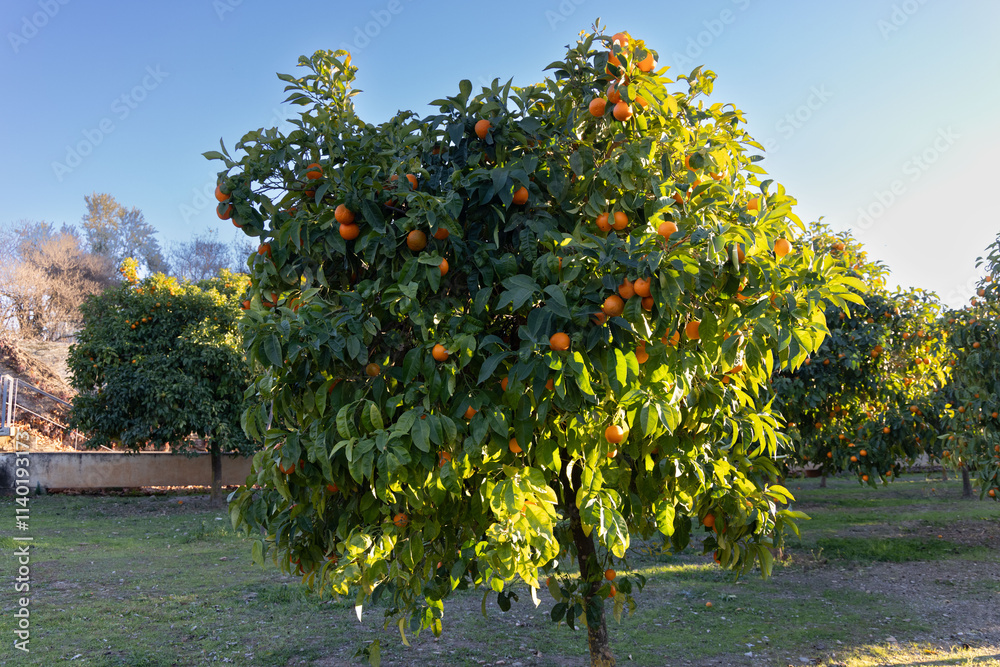 Fototapeta premium orange trees