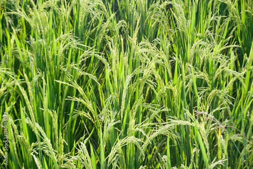 Rice plants in the fields