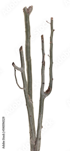 piece of green tree branch isolated on white background