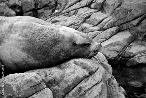 Portrait d'un lion de mer photo