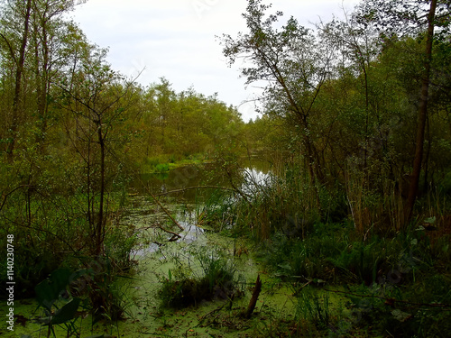 Obraz na płótnie Sumpfgebiet in der Uckermark im Herbst w salonie