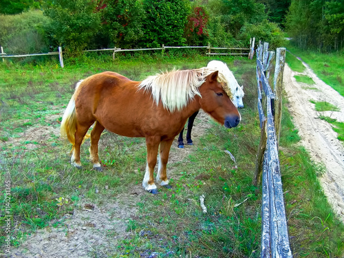 Pferde im Sommer auf der Weide photo