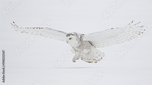 Obraz na płótnie Snowy owl female isolated on white background landing in a snow covered field in Ottawa, Canada w salonie