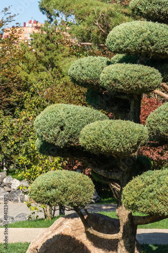 Japanese garden in Galitsky Park in Krasnodar. Topiary art. Figuratively trimmed trees and shrubs in karikomi style. Cowns of bushes and low-growing plants are trimmed in round shape. photo