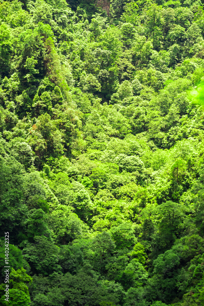 Zhangjiajie scenic area in Hunan Province, China Zhangjiajie scenic area in Hunan Province, China