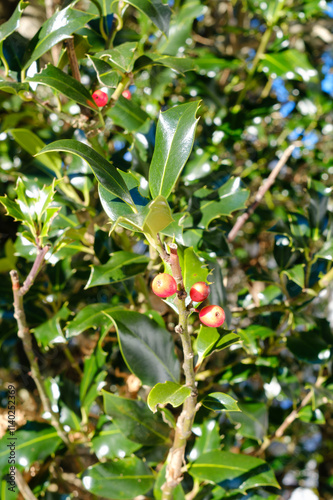 Holly plant with reds fruits	
