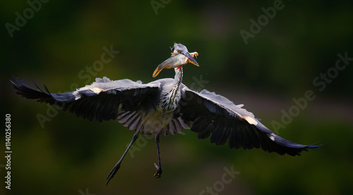 Egretta garzetta stands flies to the nest with a catch with a fish in its beak. photo