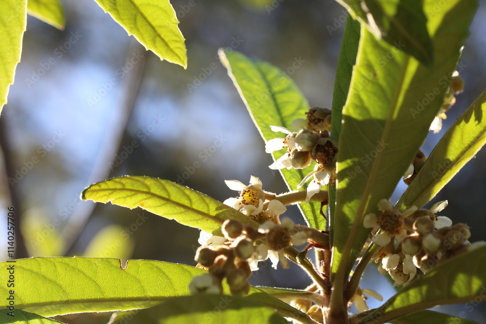 close up of blooms loquat tree close up of blooms loquat tree