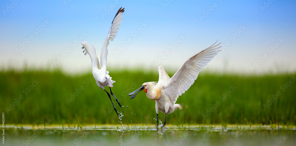 Eurasian spoonbill Platalea leucorodia fight and it searches for food in the beautiful wetland with its long beak. Eurasian spoonbill Platalea leucorodia fight and it searches for food in the beautiful wetland with its long beak.