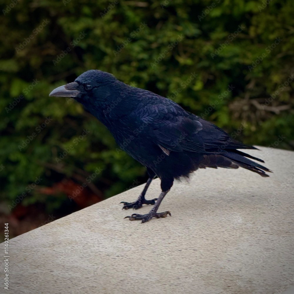 Obraz premium Black Crow Perched on a White Stone Bench with Green Bushes Behind