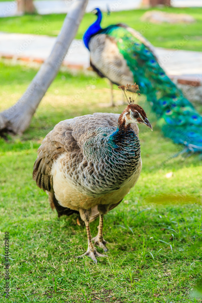 A large peacock stands in a grassy field A large peacock stands in a grassy field