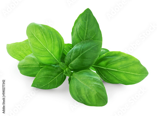 Isolated Basil leaves. Green Basil leaf on white background. Package design element