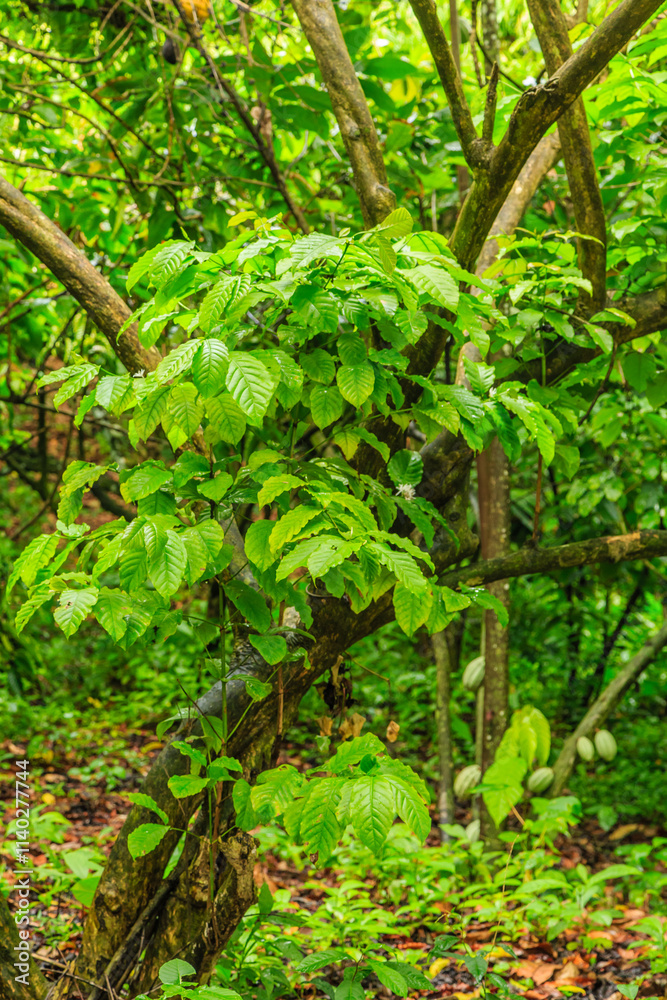 Fototapeta premium A tree with green leaves and brown bark
