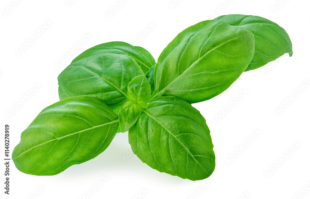 Isolated Basil leaves. Green Basil leaf on white background. Package design element Isolated Basil leaves. Green Basil leaf on white background. Package design element