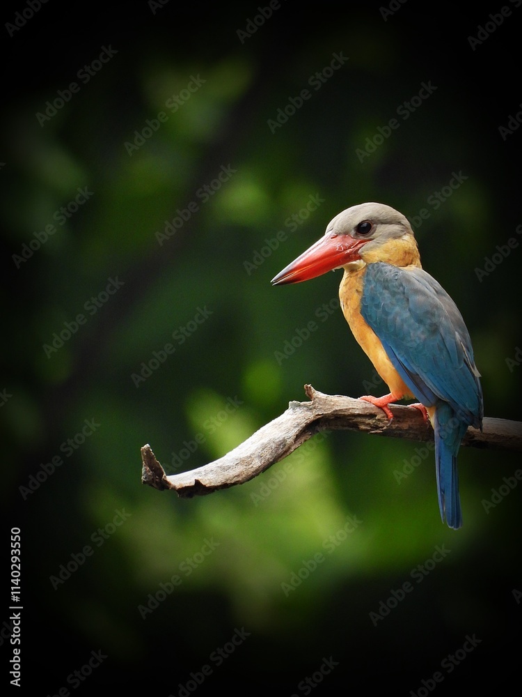 Obraz premium Stork-billed Kingfisher