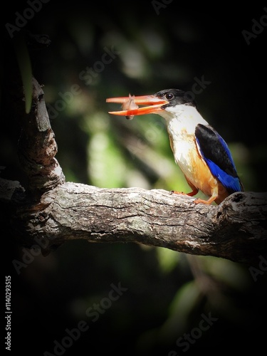 Black-capped kingfisher
