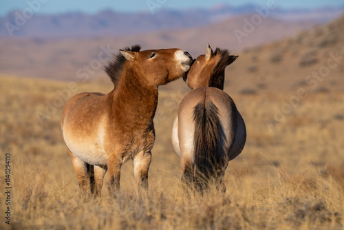 Przewalski's horse or Takhi photo