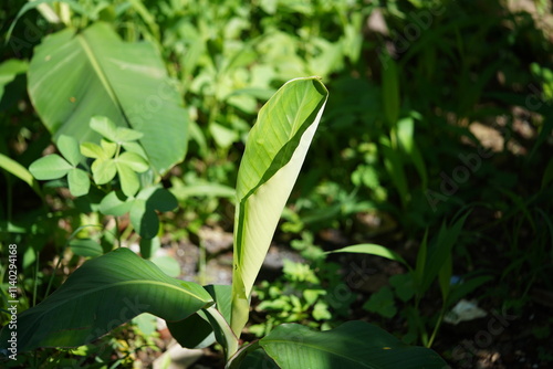 sunkissed banana leaves on garden with bokeh background photo