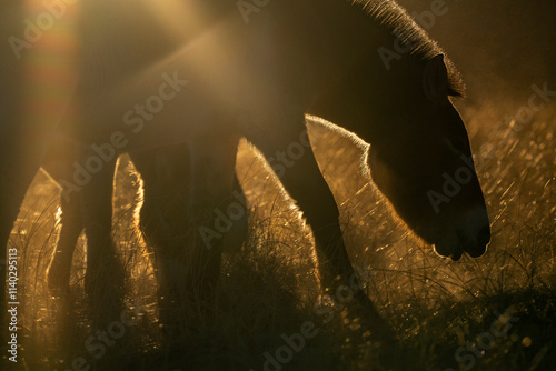 Przewalski's horse or Takhi