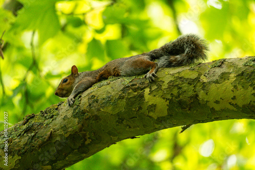 squirrel on tree