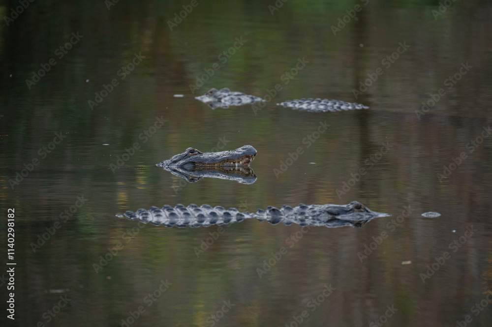 Three american alligators sitting in water, one lifting its head up Three american alligators sitting in water, one lifting its head up