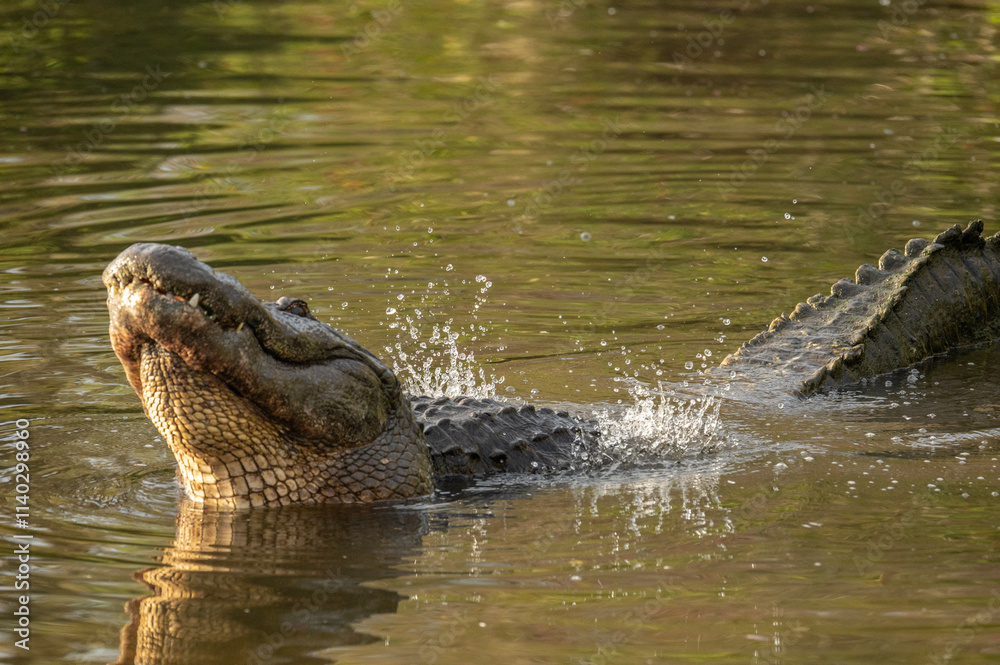 Fototapeta premium male american alligator sitting in water and bellowing causing water over his back to ripple
