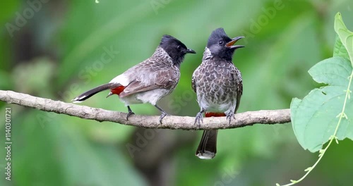 Red-vented bulbul