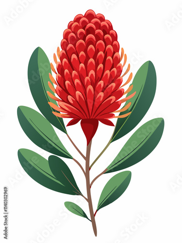 Beautiful Banksia Clipart - Botanical Flower Illustration Isolated on White Background.