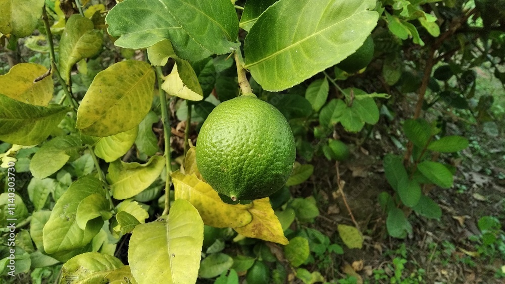 Citrus lemon tree with fresh organic lemon Citrus lemon tree with fresh organic lemon