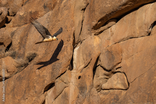 Lammergeier or Bearded vulture fly in mountain landscape