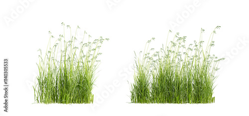 Fototapeta Naklejka Na Ścianę i Meble -  green grass isolated on white