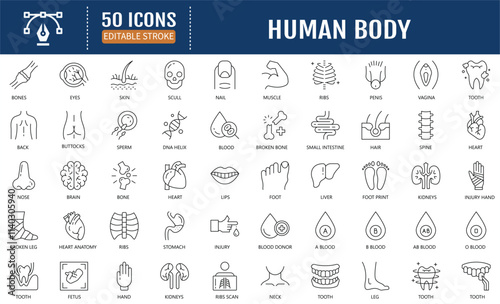 Human Body Line Editable Icons set. Containing icons: organs, body parts, skeleton parts. Vector Illustration