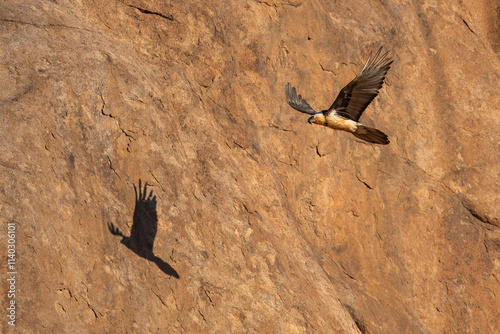 Lammergeier or Bearded vulture fly in mountain landscape