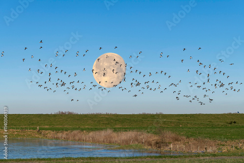 Large flock or group of Canadian Geese flying over the flooded and frozen meadow along a dike in the Netherlands against a clear blue sky with large full moon